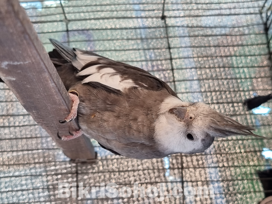 Cockatiel Running pair